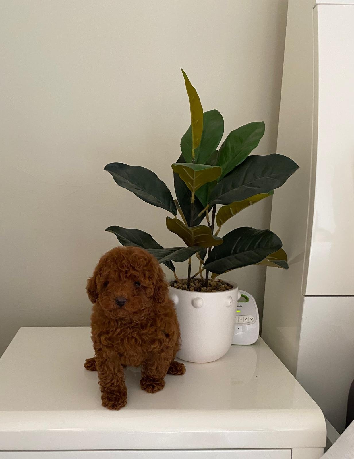 Tiny Toy Poodle Dark Red Female
