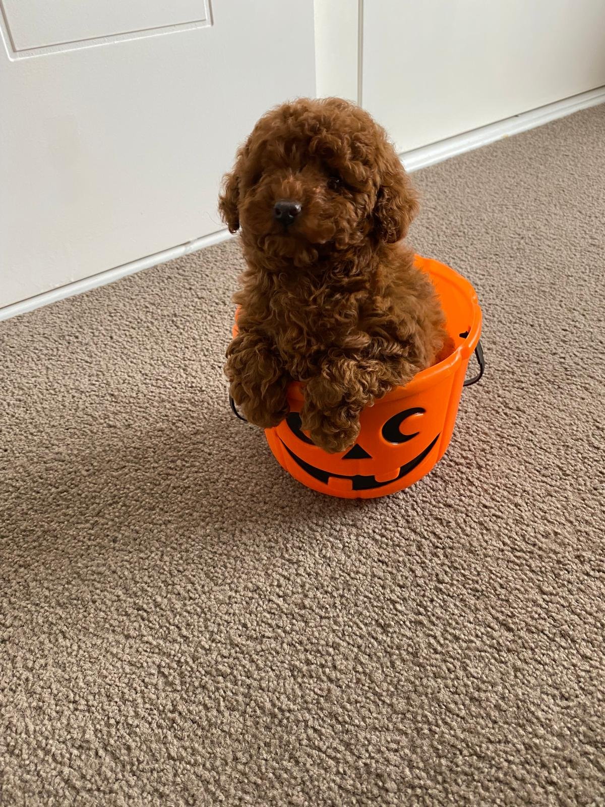 Tiny Toy Poodle Dark Red Female 2