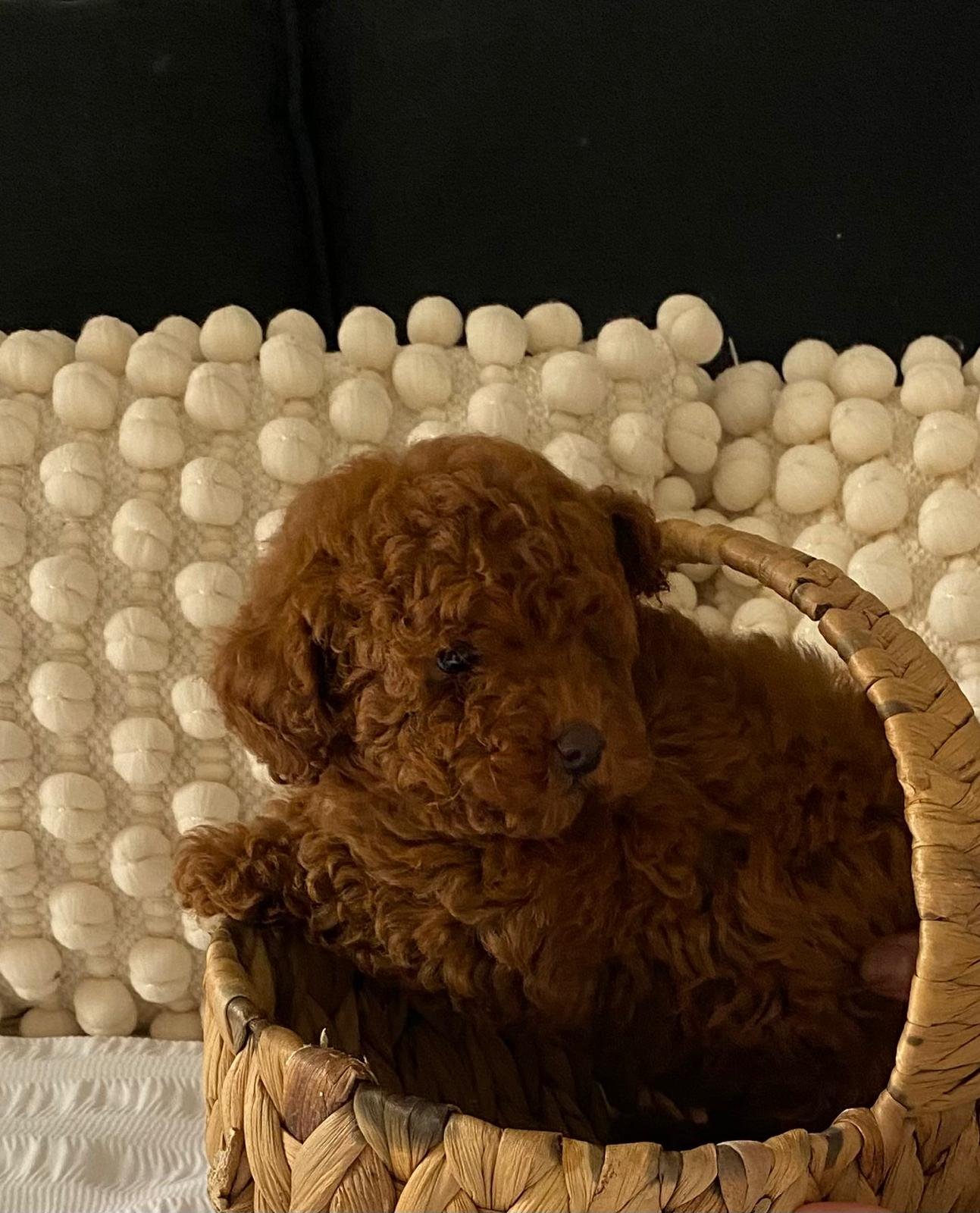 Tiny Toy Poodle Dark Red Female 3