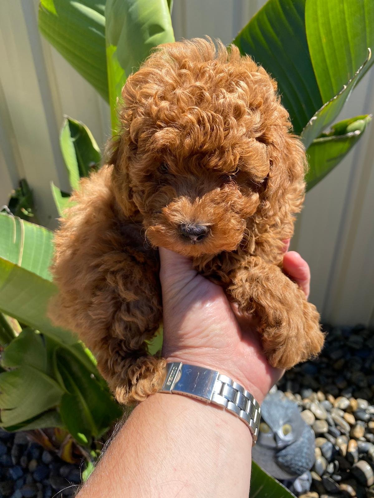Toy Poodle Red Male
