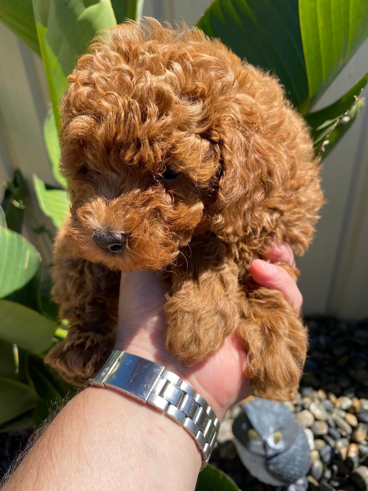 Toy Poodle Red Male 2